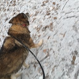 Wyprowadzanie psów Wrocław 1