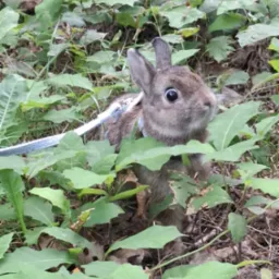 Królik na smyczy w gęstych, zielonych liściach na zewnątrz.