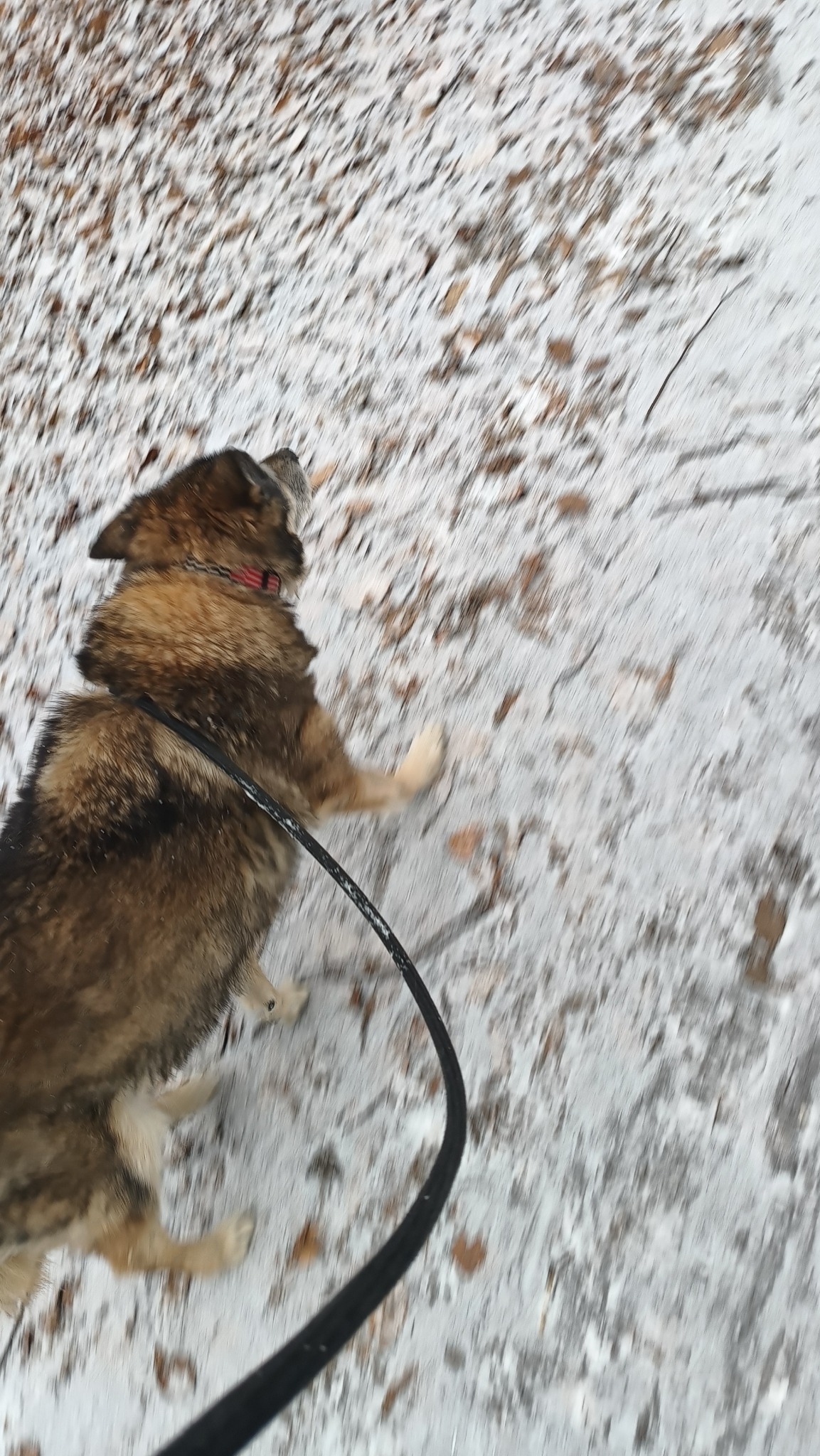 Biegający pies rasy mieszanej na smyczy w zimowym krajobrazie z opadłymi liśćmi, widok z góry w ruchu.
