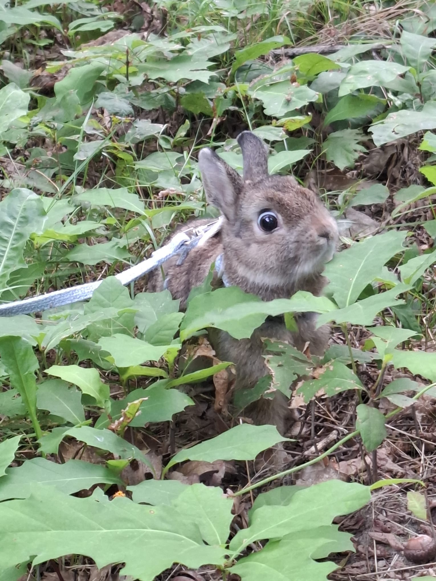 Królik na smyczy w gęstych, zielonych liściach na zewnątrz.