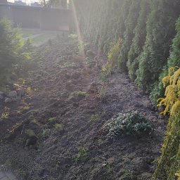 Wycinka drzew Łubowo 4