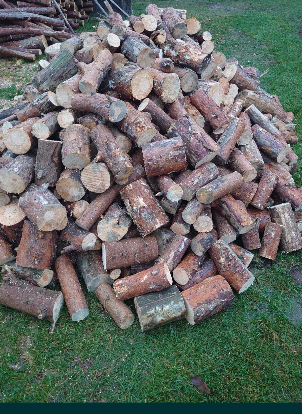 Stos pociętych na kawałki pni drzew iglastych, ułożonych na trawie.