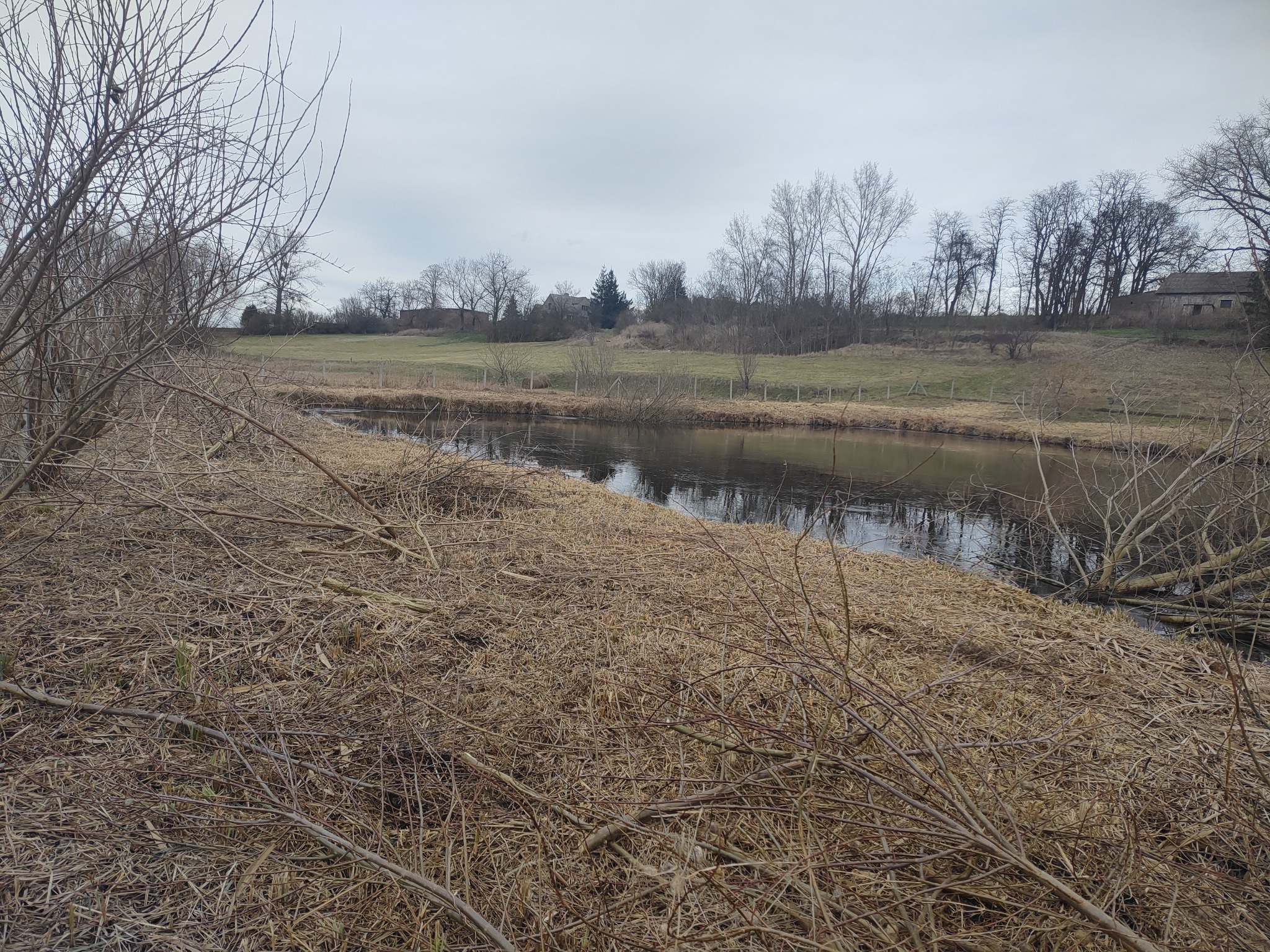 Brzeg rzeki z powalonymi gałęziami i suchą trawą w Łubowie, w tle widoczne budynki.
