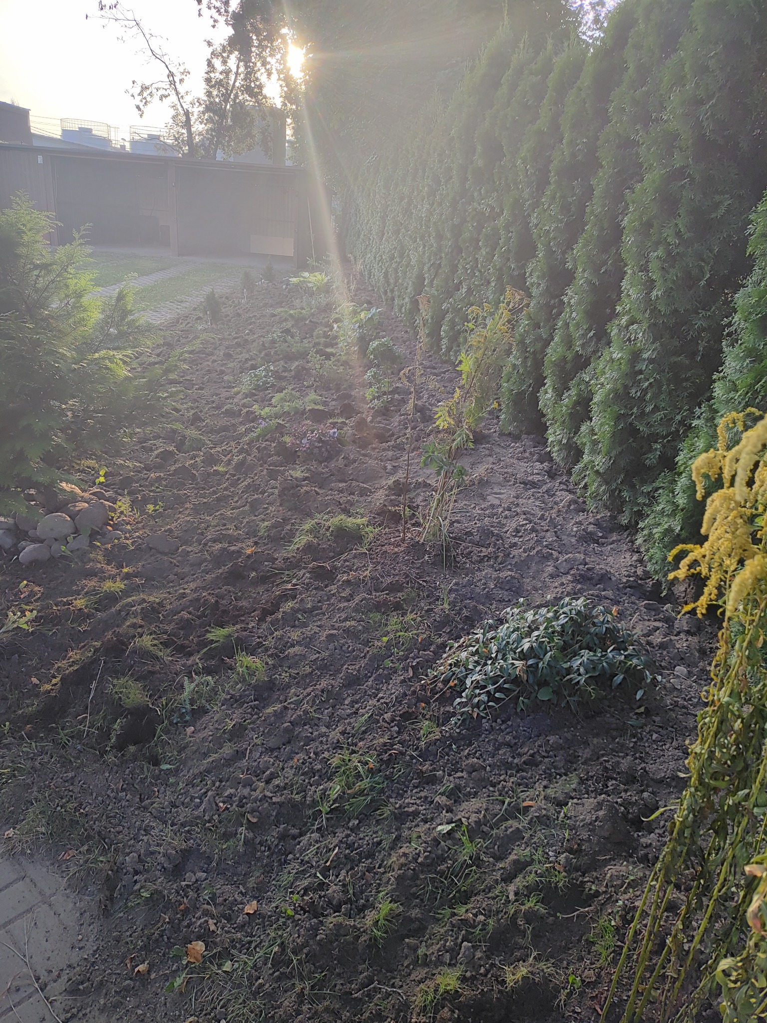 Przygotowany teren pod nasadzenia w ogrodzie przydomowym, widoczne świeżo przekopana ziemia, młode sadzonki i rząd wysokich tuj, oświetlone popołudniowym słońcem.