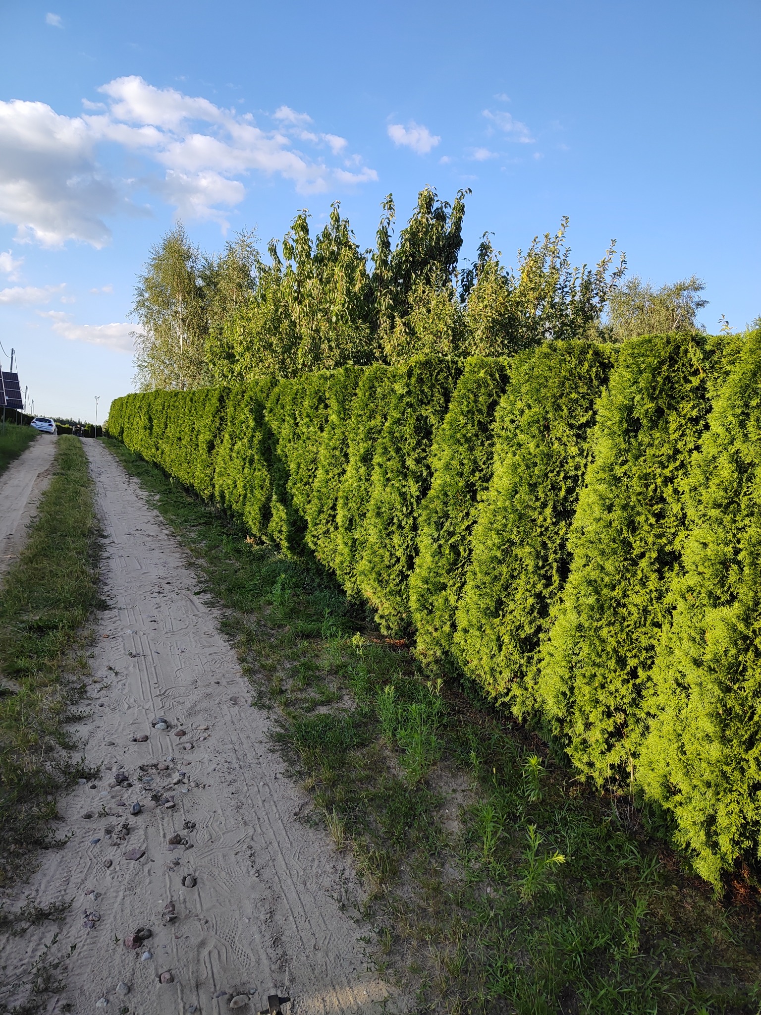 Równy szpaler gęstych, zielonych tuj wzdłuż polnej drogi z widocznymi śladami opon, drzewa liściaste w tle pod błękitnym niebem z chmurami.