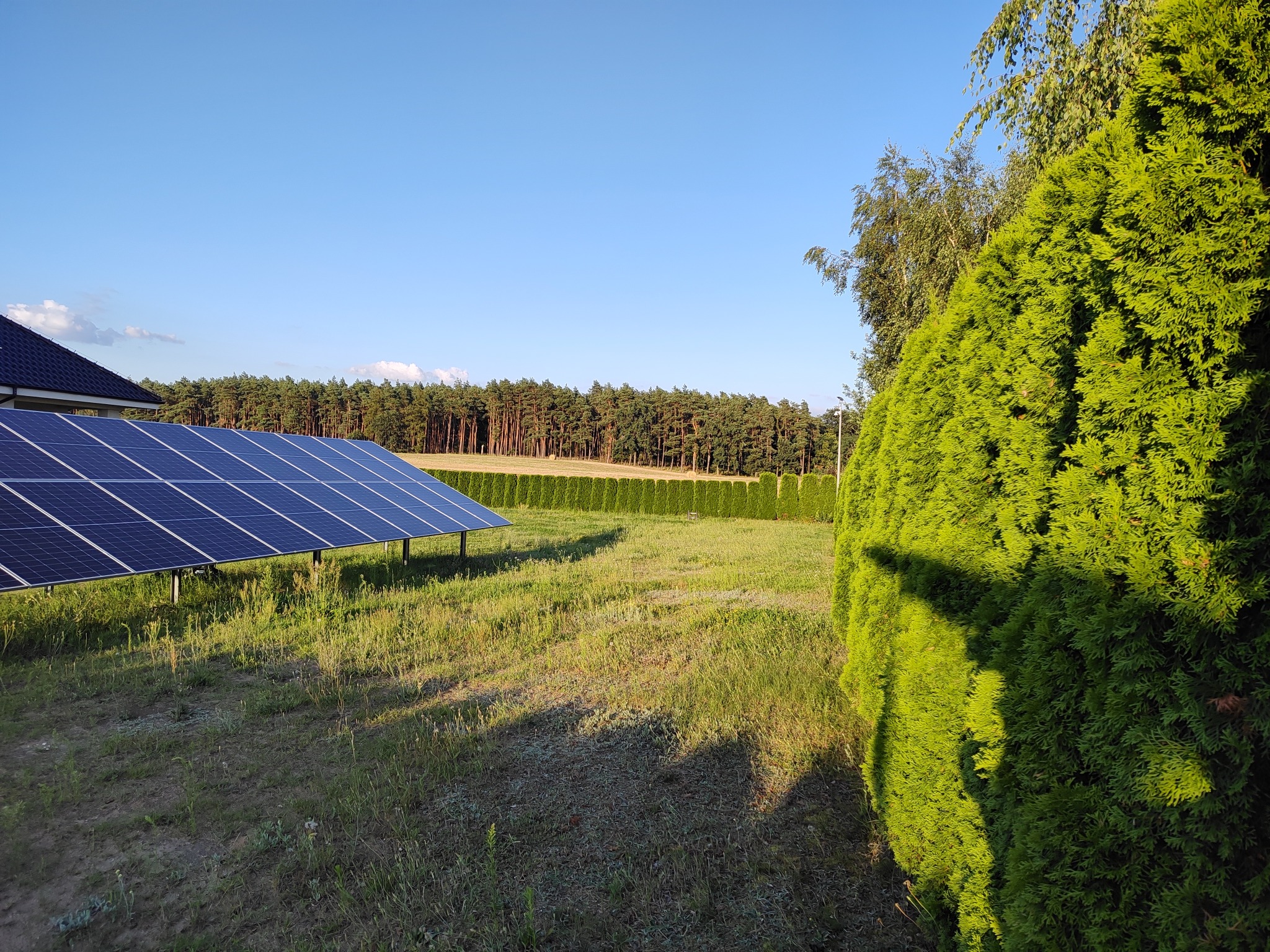 Panel słoneczny na trawniku z regularnie przyciętym żywopłotem z tui w tle lasu, widok na posesję w słoneczny dzień.