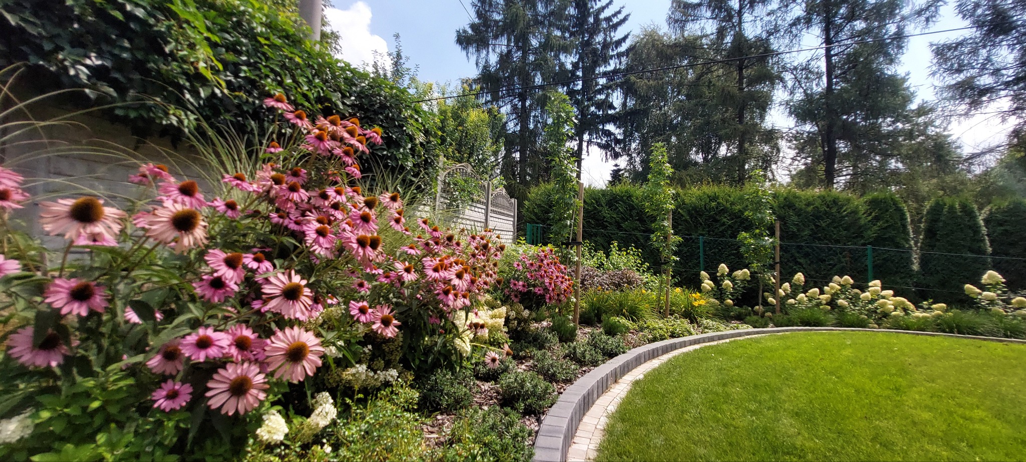 Kwitnące różowe jeżówki w ogrodzie, obrzeże z kostki brukowej oddziela rabatę od trawnika, w tle żywopłot i drzewa.