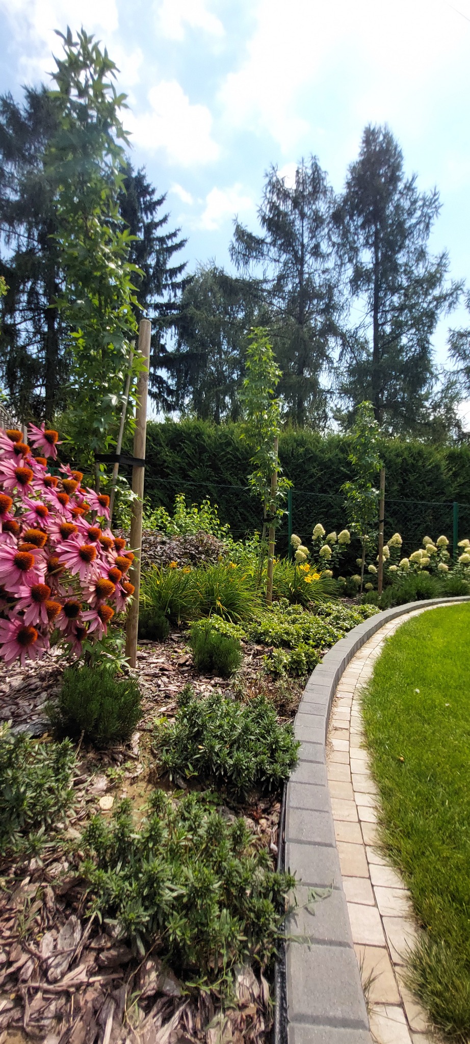Kaskadowy ogród z obrzeżem z kostki, rabatą z jeżówkami purpurowymi i młodymi drzewami podpartymi palikami, na tle żywopłotu i wysokich drzew iglastych.