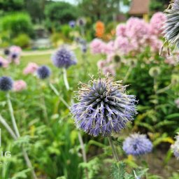 Projektowanie ogrodów Międzychód 1