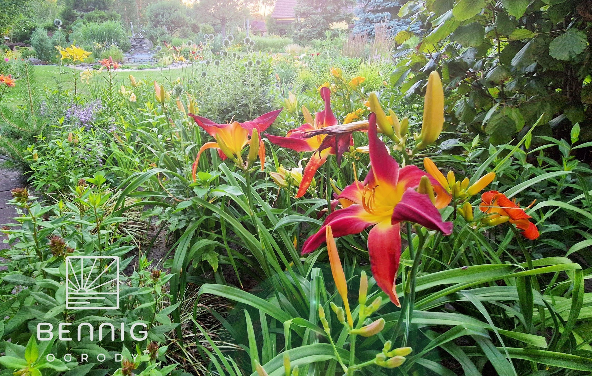 Kwitnące liliowce w odcieniach czerwieni i żółci w bujnym ogrodzie, z widocznym w tle domem i różnorodną roślinnością. Ujęcie z bliska, podkreślające detale kwiatów.