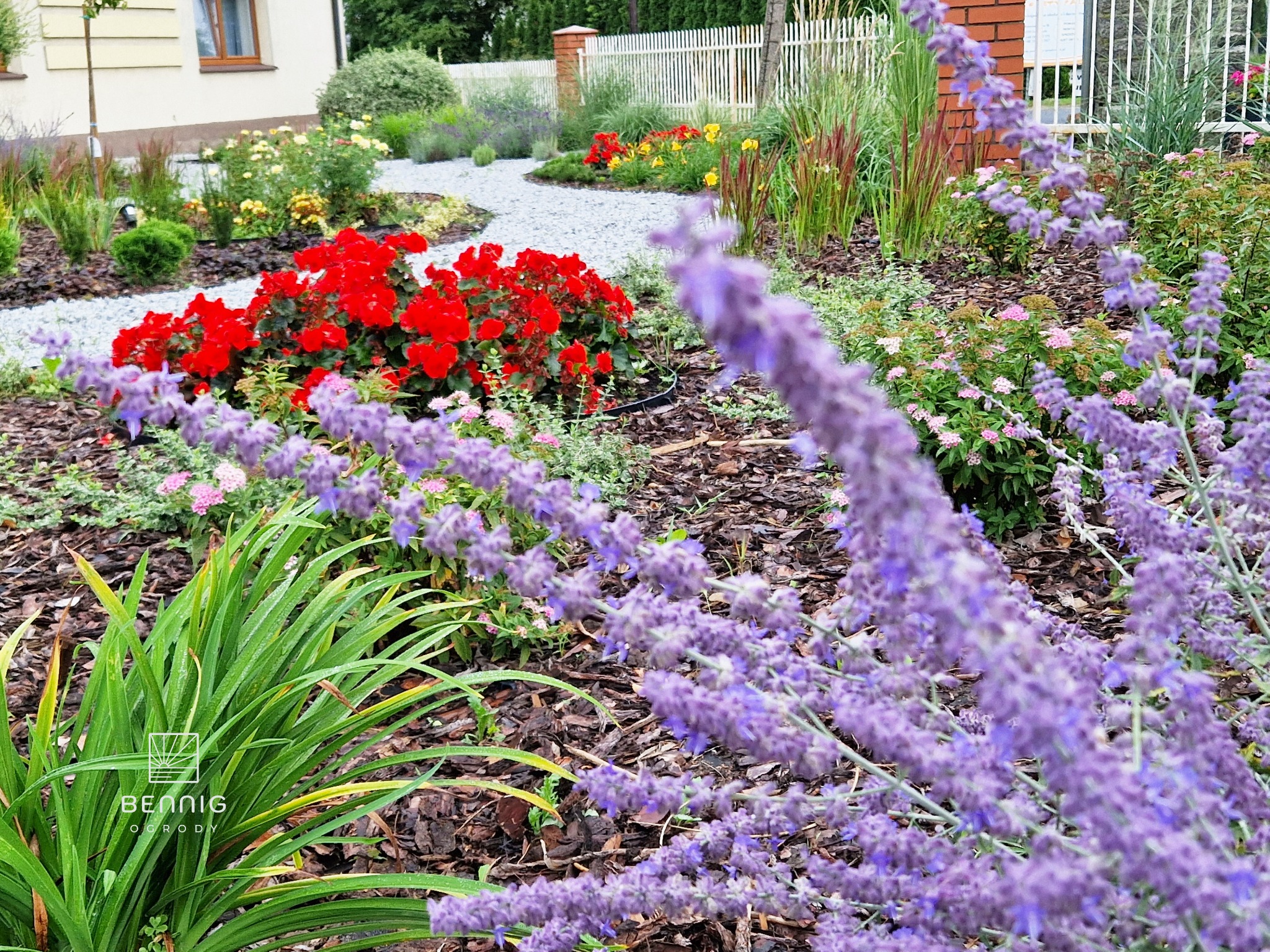 Kaskadowy układ roślin w ogrodzie: czerwone begonie, fioletowa lawenda, trawy ozdobne i ścieżka z białego żwiru. W tle białe ogrodzenie i budynek.