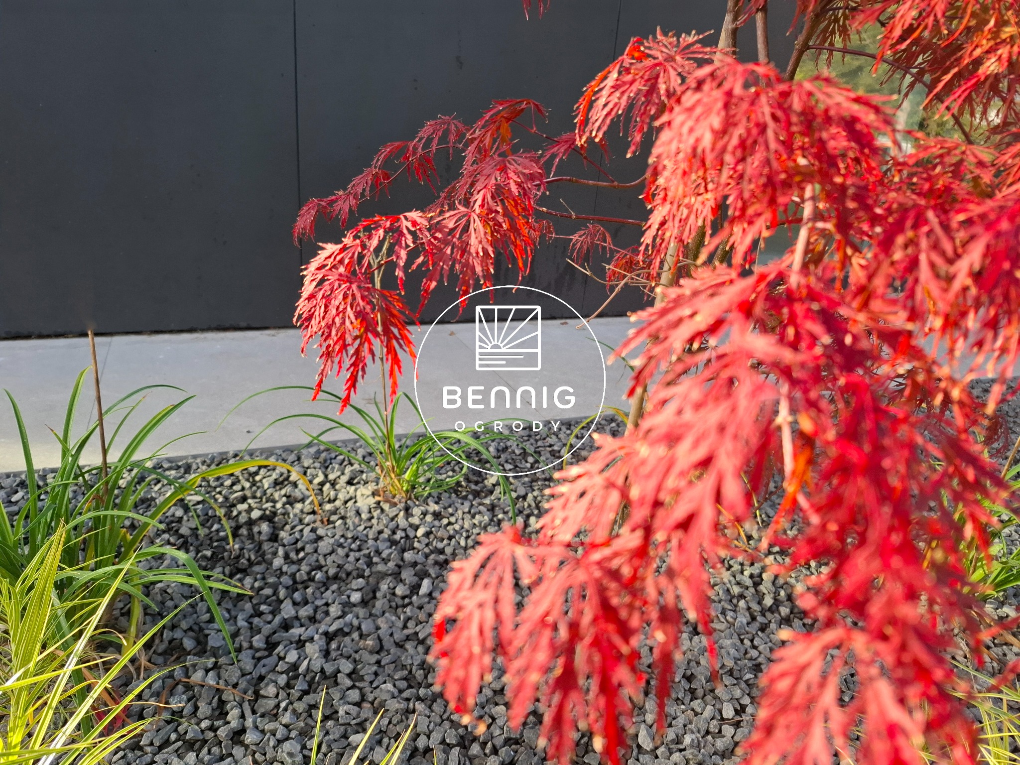Kaskada czerwonych liści klonu palmowego na tle szarego żwiru i minimalistycznej ściany. Logo firmy ogrodniczej wkomponowane w kadr.