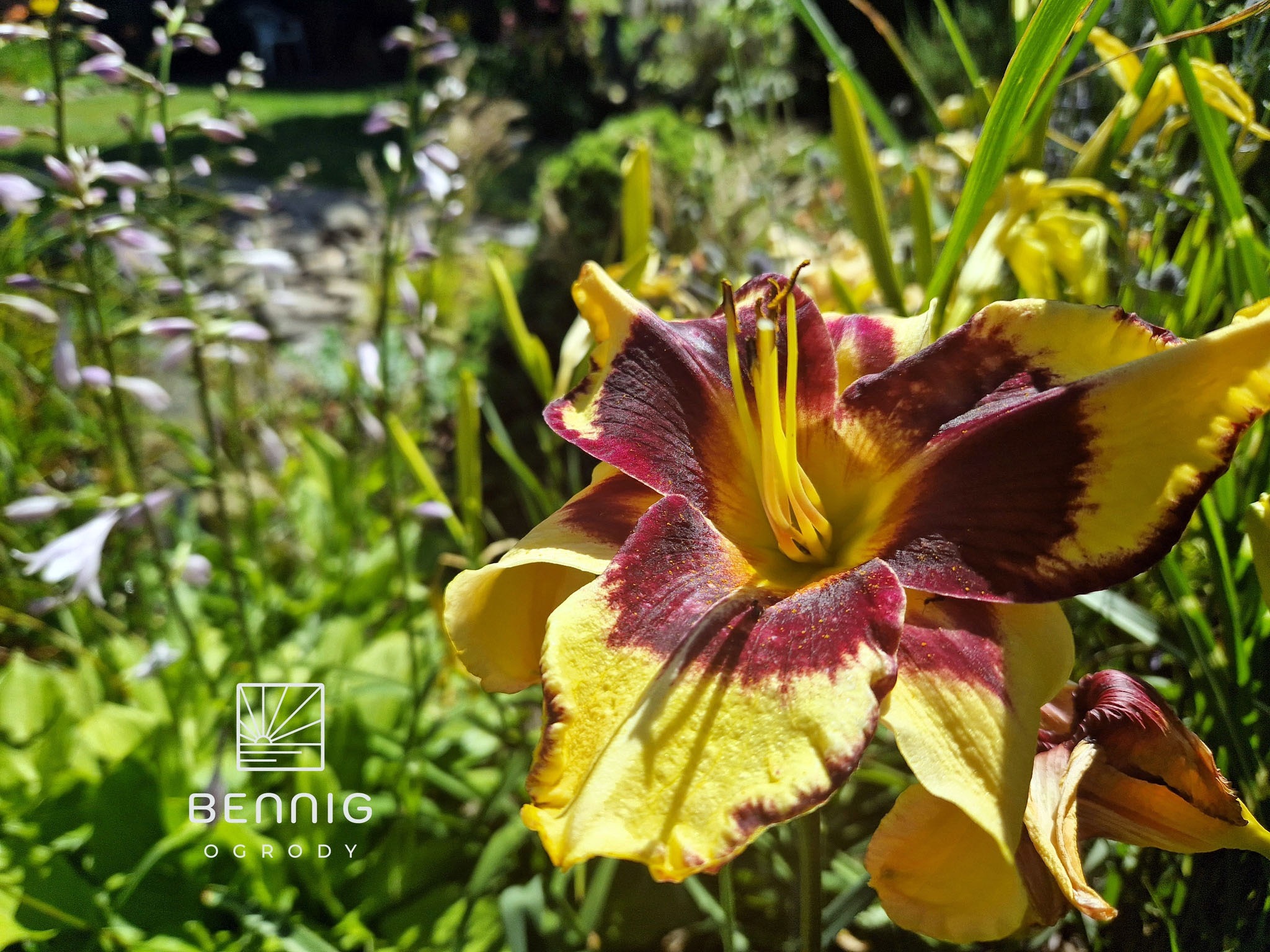 Żółto-bordowy liliowiec w pełnym rozkwicie, z widocznymi pręcikami, na tle zieleni ogrodu i logo firmy Bennig Ogrody w lewym dolnym rogu. Słoneczny dzień.