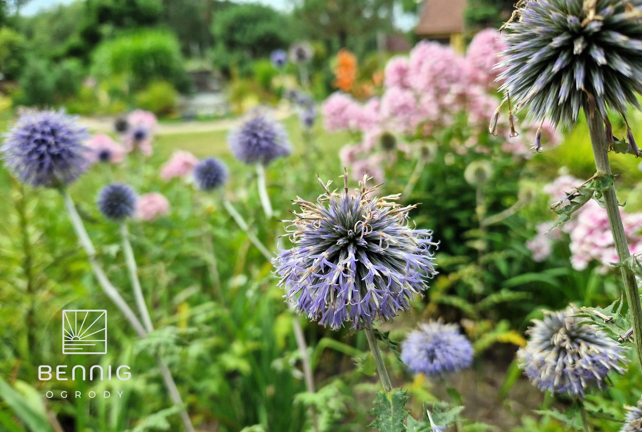 Kwitnące kule ostu główkowatego w ogrodzie, z logo firmy ogrodniczej w lewym dolnym rogu. W tle różowe i pomarańczowe kwiaty, tworzące malowniczy krajobraz.