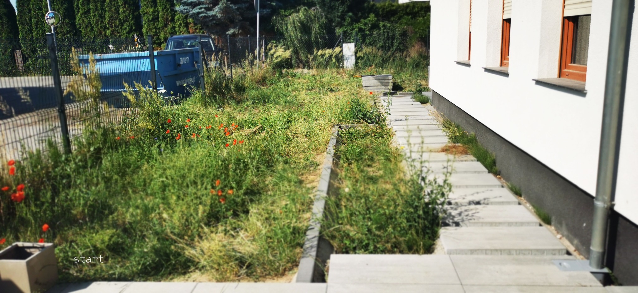 Zarośnięty trawnik z czerwonymi makami przed domem z betonową ścieżką i schodami. W tle kontener na śmieci i zielone krzewy.