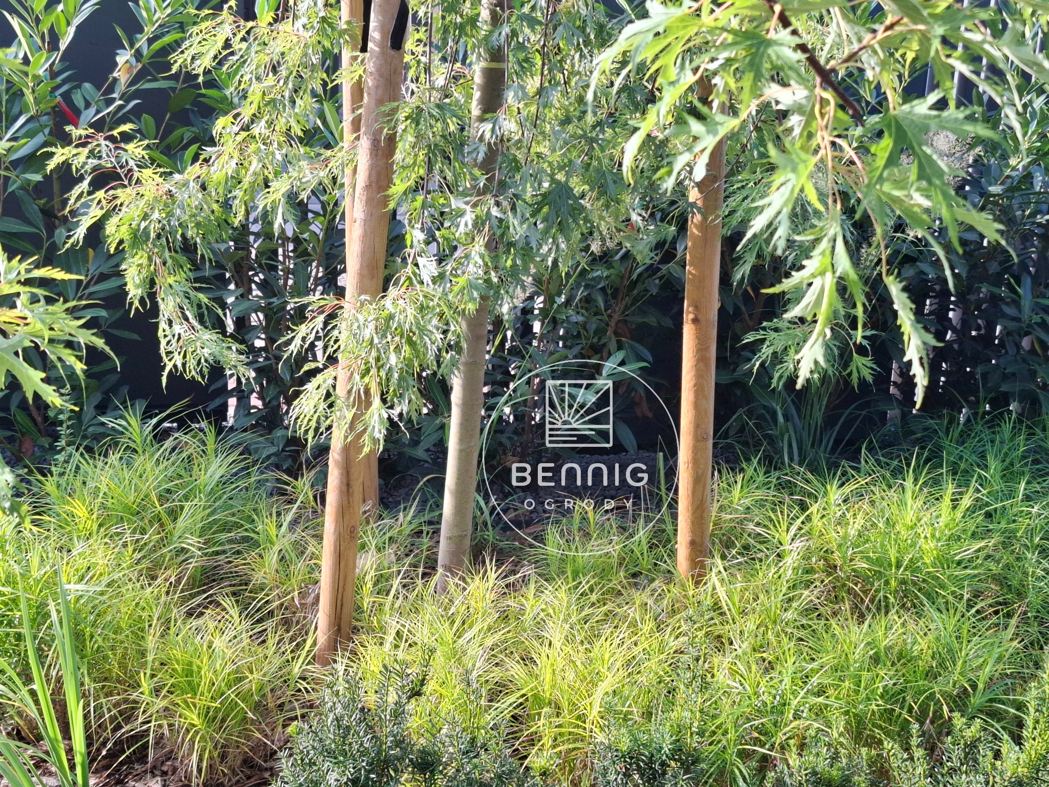 Kompaktowy ogród z trzema smukłymi drzewami o delikatnych liściach, otoczonymi ozdobnymi trawami i krzewami. Logo firmy ogrodniczej wkomponowane w kadr.