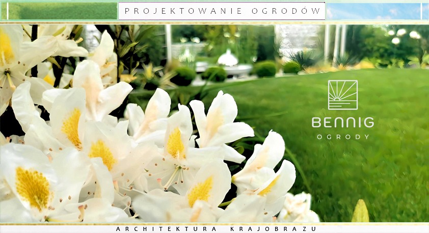 Kwitnący rododendron na tle wypielęgnowanego ogrodu z fontanną i logo firmy Bennig Ogrody. Projektowanie i architektura krajobrazu.