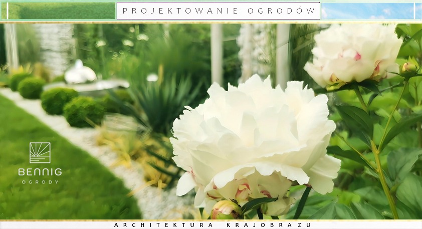 Kwitnące białe piwonie na tle zaprojektowanego ogrodu z kulistymi krzewami i białym żwirem. Widoczny logotyp firmy Bennig Ogrody.