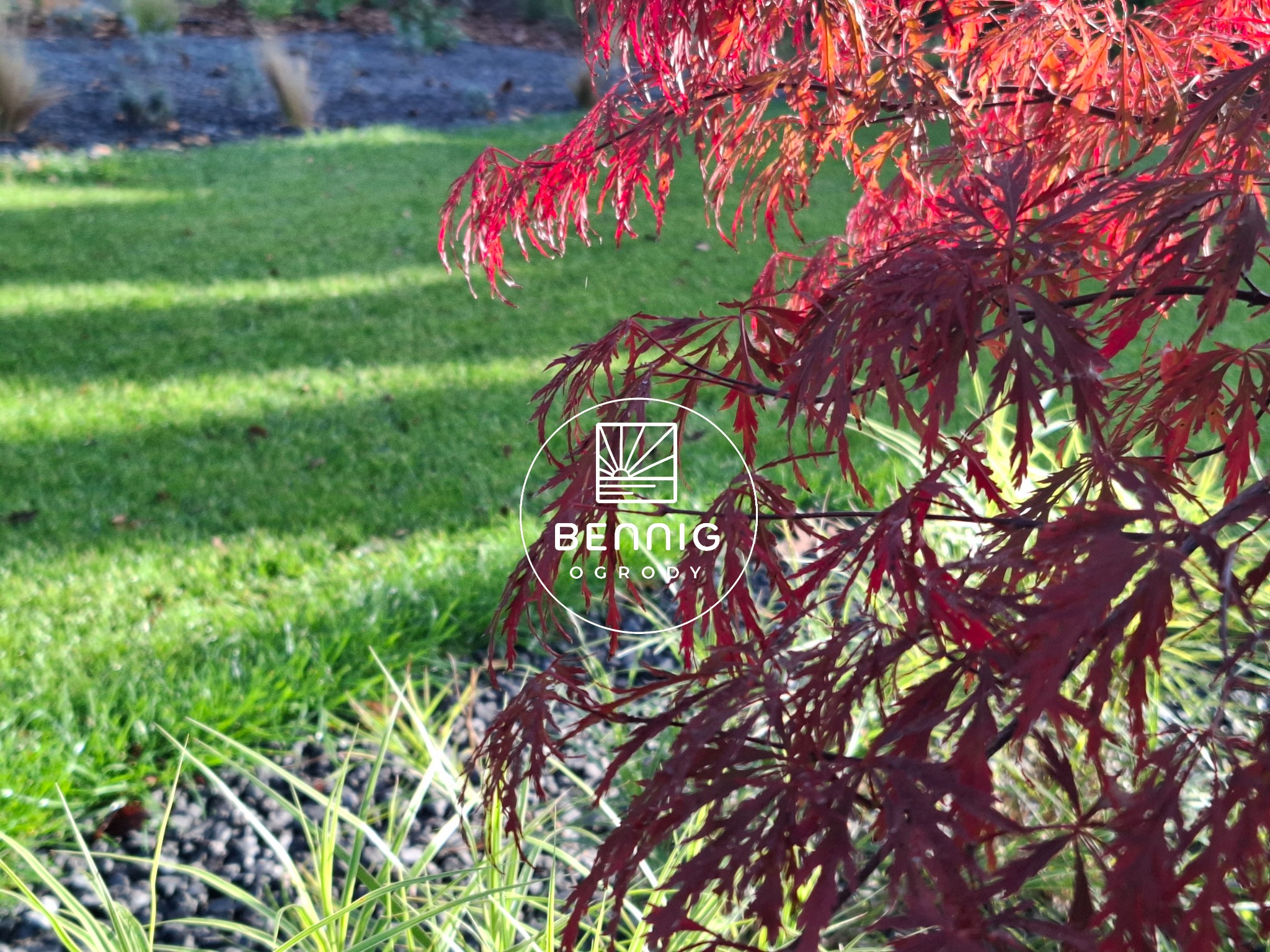 Kadr na japoński klon o intensywnie czerwonych liściach, z zielonym trawnikiem w tle. Dekoracyjne kamienie i trawy ozdobne w kompozycji ogrodu.