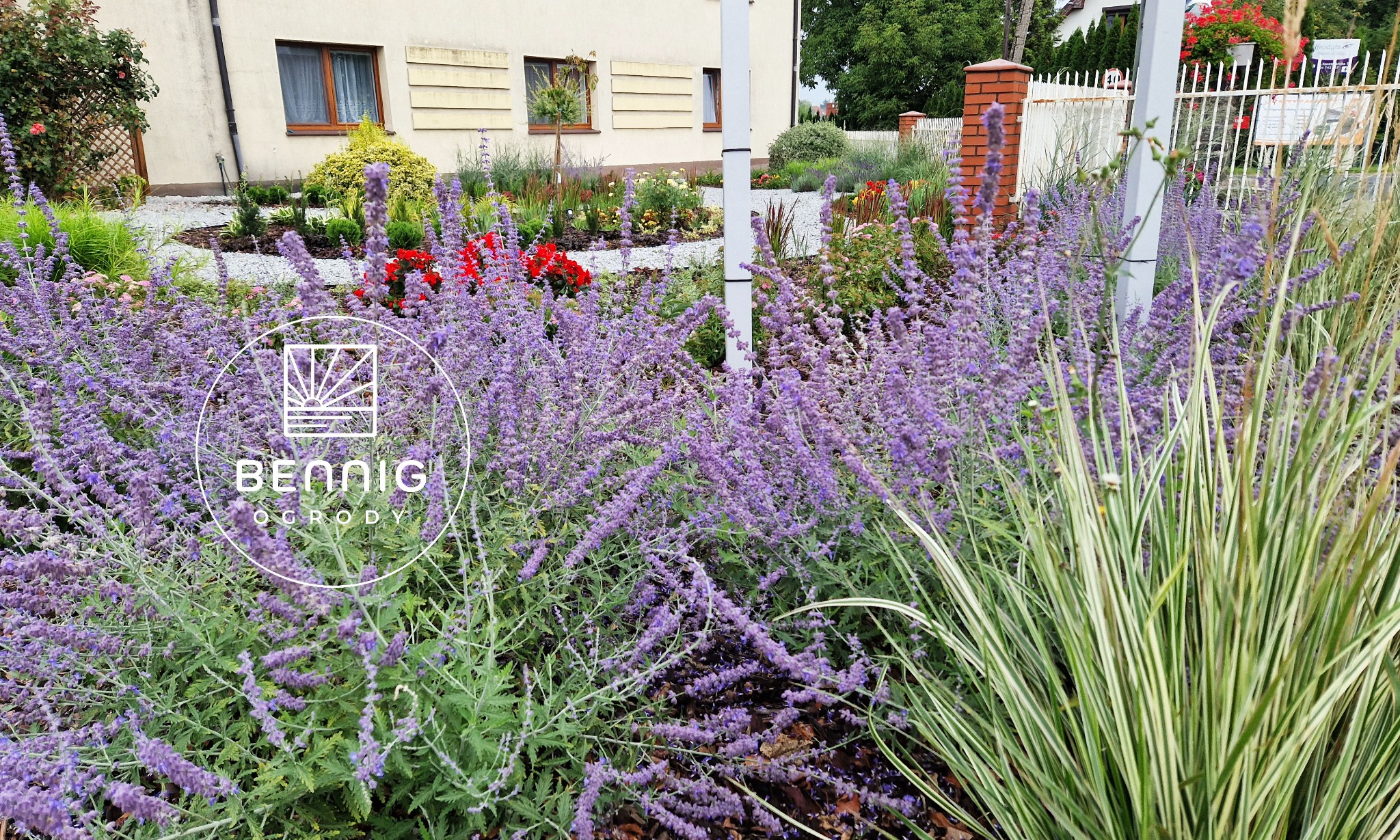 Kwitnąca lawenda w ogrodzie z białym żwirem i budynkiem w tle. Widoczny fragment ogrodzenia i logo firmy ogrodniczej w lewym dolnym rogu.