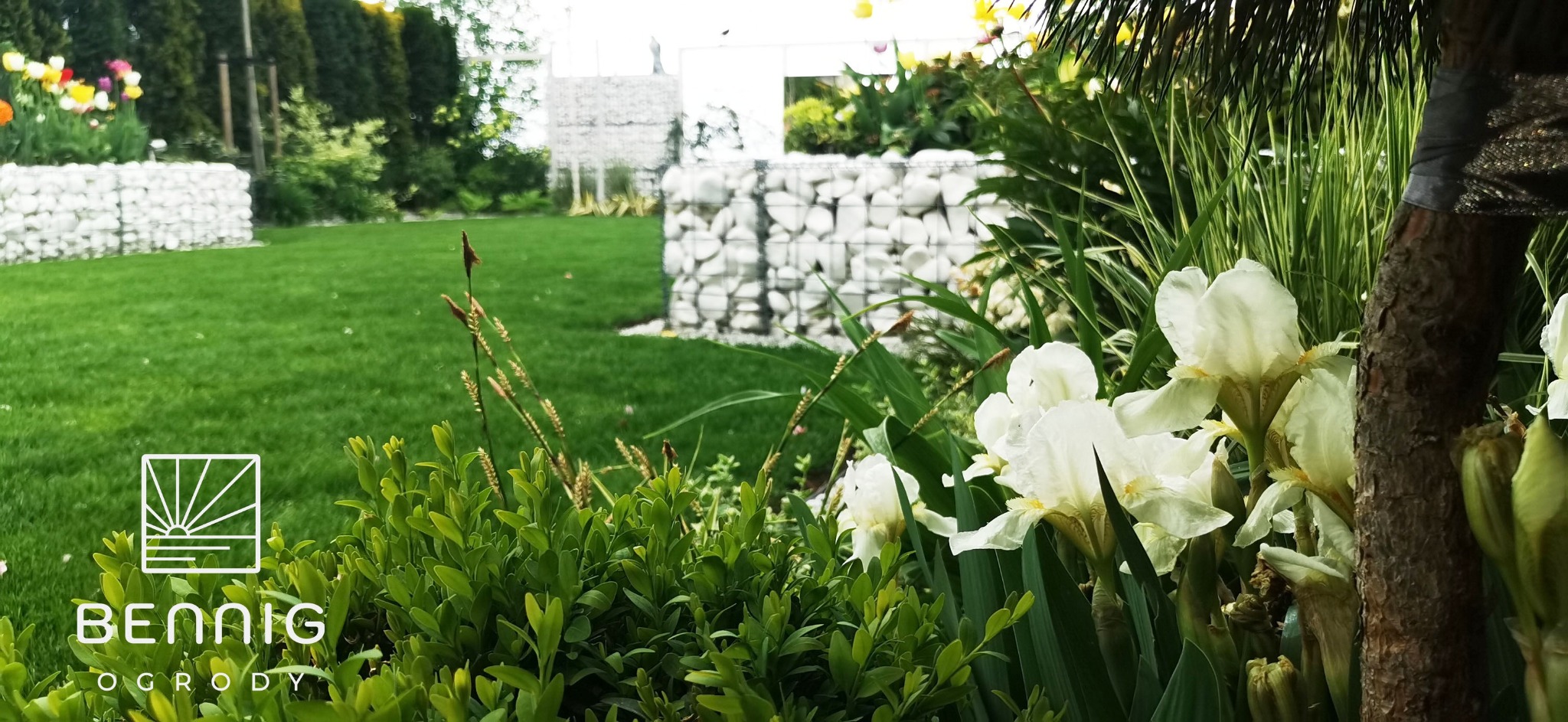 Ogród z białymi irysami na pierwszym planie, w tle trawnik i gabiony z białego kamienia. Logo firmy ogrodniczej w lewym dolnym rogu.