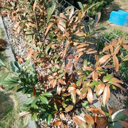 Pan Ogrodnik - 03/26 - cięcia wiosenne laurowiśni po przymrozkach, foto przed