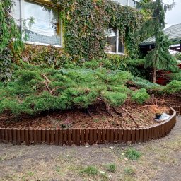 Pan Ogrodnik - 03/26 formowanie jałowca (stan na 02/2026)