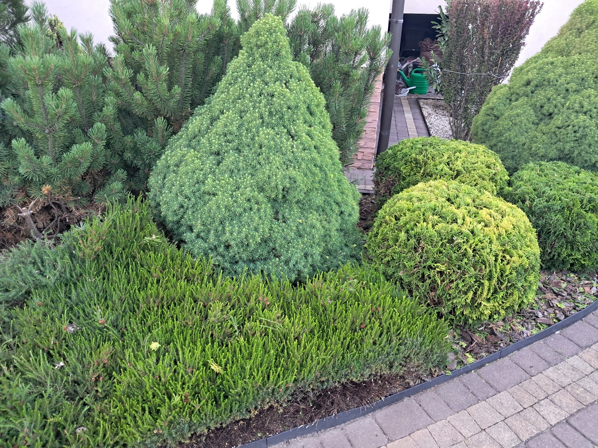 06/2025 -cięcia formujące krzewów