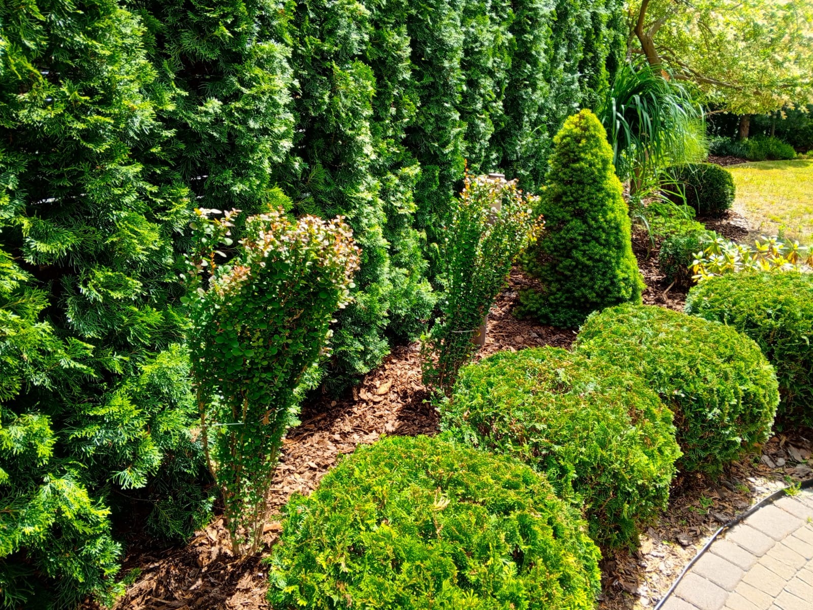 Formowane krzewy i tuje w ogrodzie, widok z poziomu gruntu. Dekoracyjne nasadzenia na rabacie z korą, obok ścieżka z kostki brukowej.
