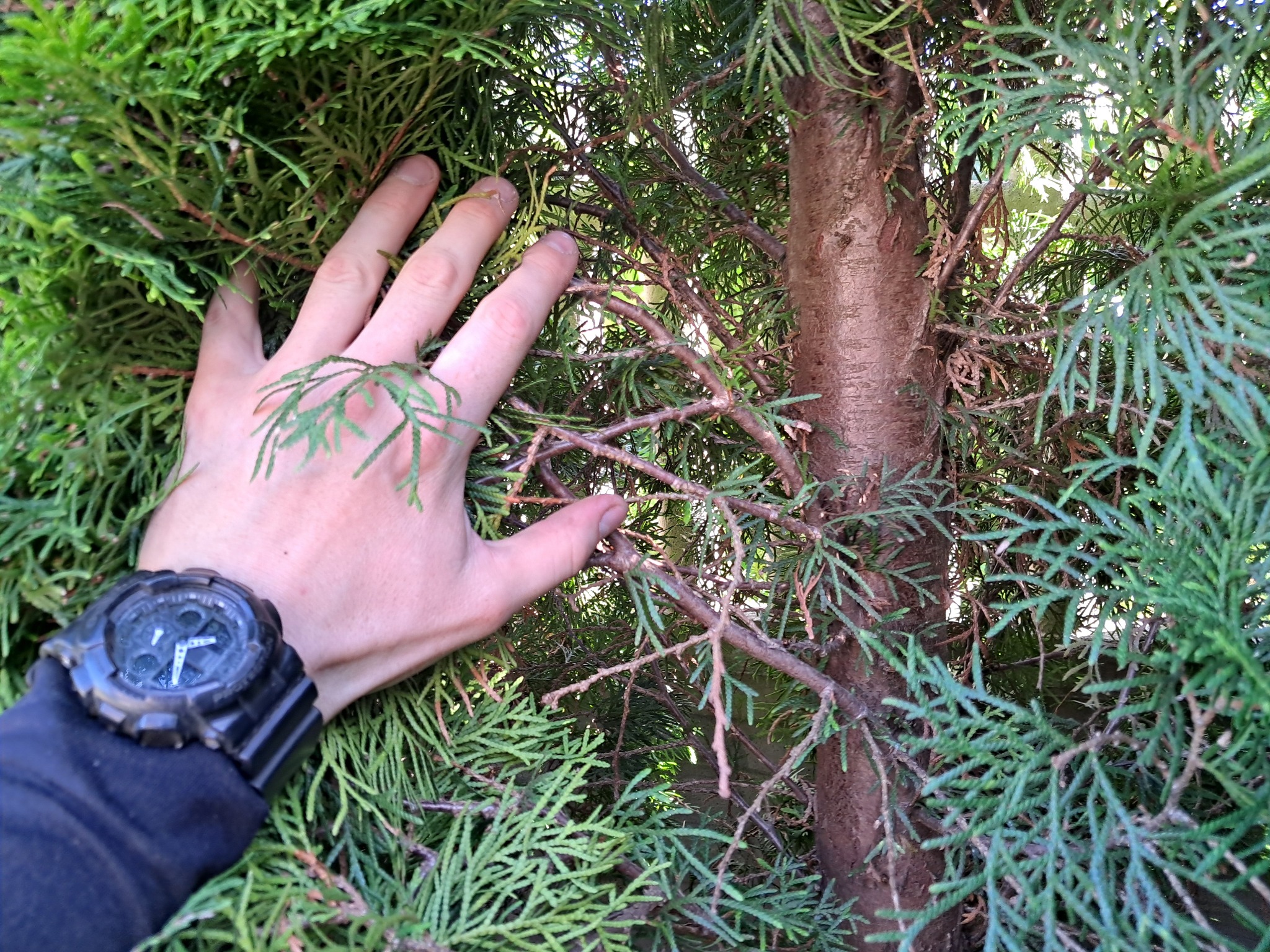 Dłoń z zegarkiem dotyka gałęzi tui, ukazując stan rośliny po zabiegach pielęgnacyjnych, z widocznym brązowieniem wewnątrz korony.