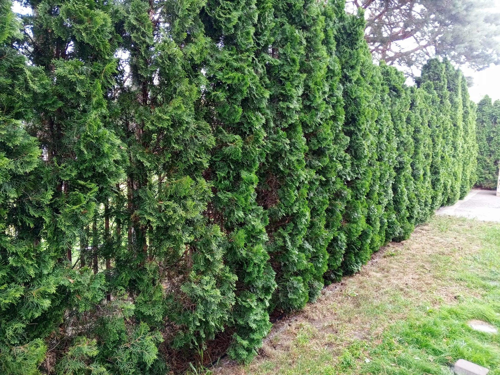 Równy szpaler zielonych tuj, tworzących gęsty żywopłot. Widoczne regularne przyrosty i zadbany wygląd. Trawa przy tujach częściowo wyschnięta.