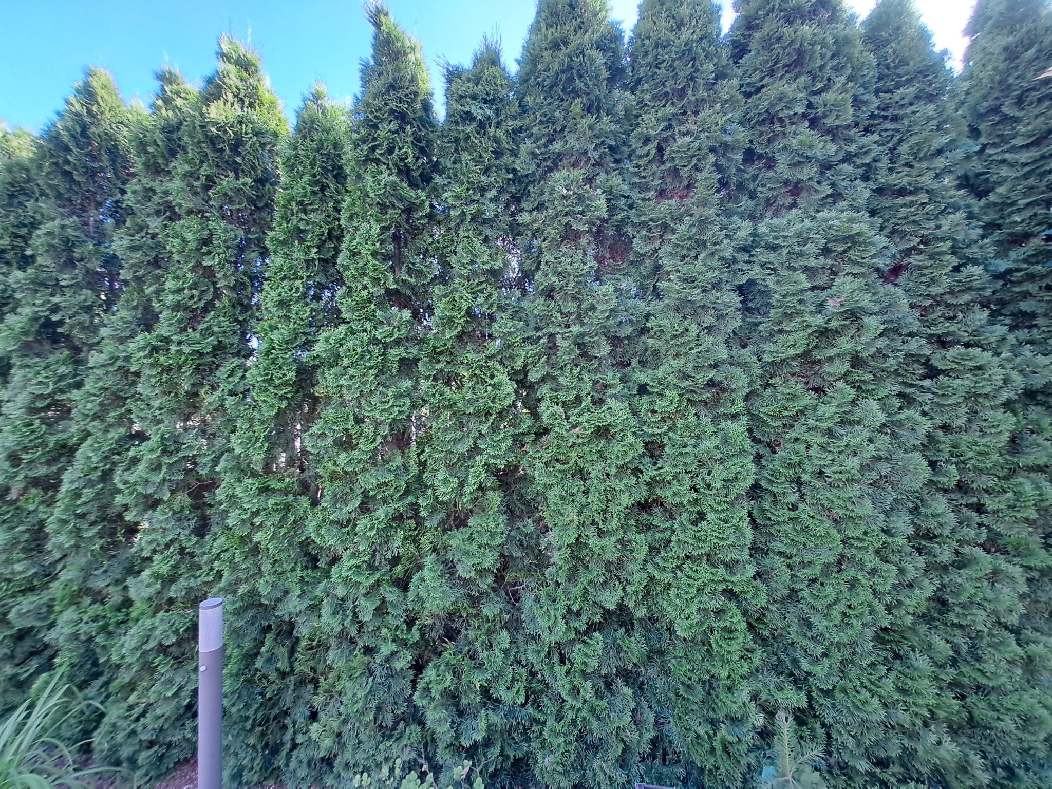 Gęsty żywopłot z tuj, po przeglądzie i czyszczeniu, z widoczną strukturą igieł i regularnym kształtem, na tle błękitnego nieba. Element oświetlenia ogrodu widoczny po lewej.