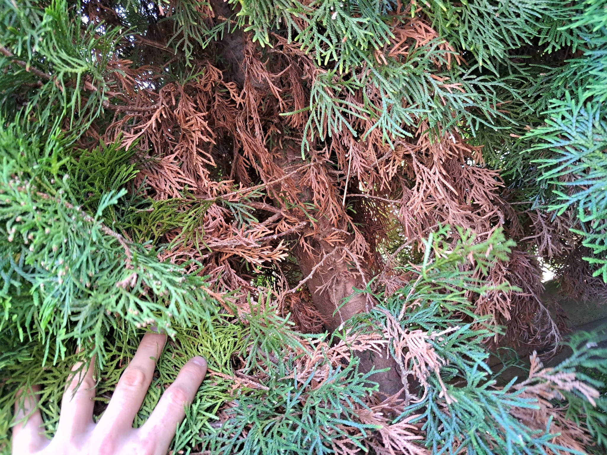 Tuje z brązowymi igłami, widoczna dłoń dotykająca gałązek. Ujęcie z bliska pokazuje stan rośliny przed planowaną pielęgnacją.