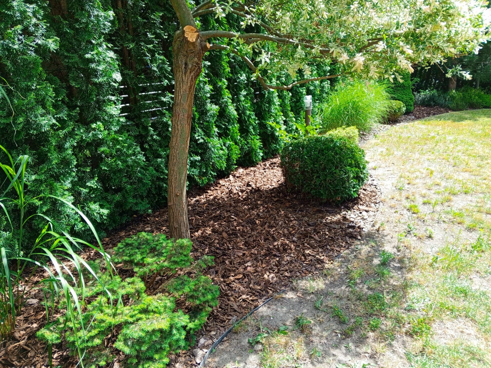 07/2025 - korowanie grządek