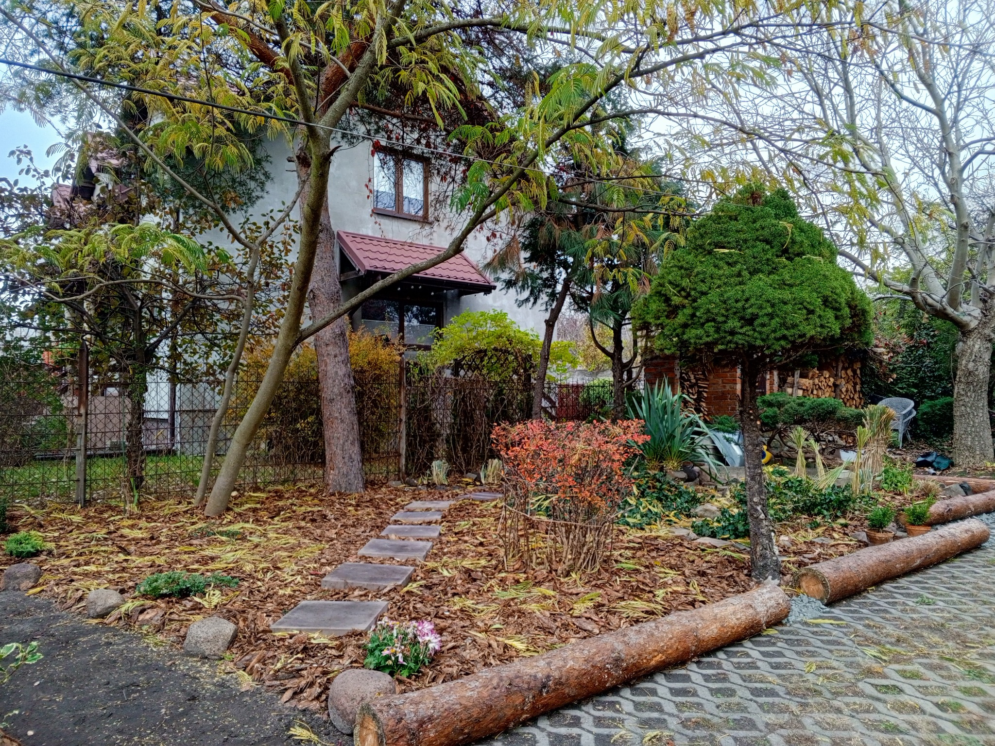 10/2025 - odświeżenie ogrodu u Klientki, Pruszków - zdjęcie po