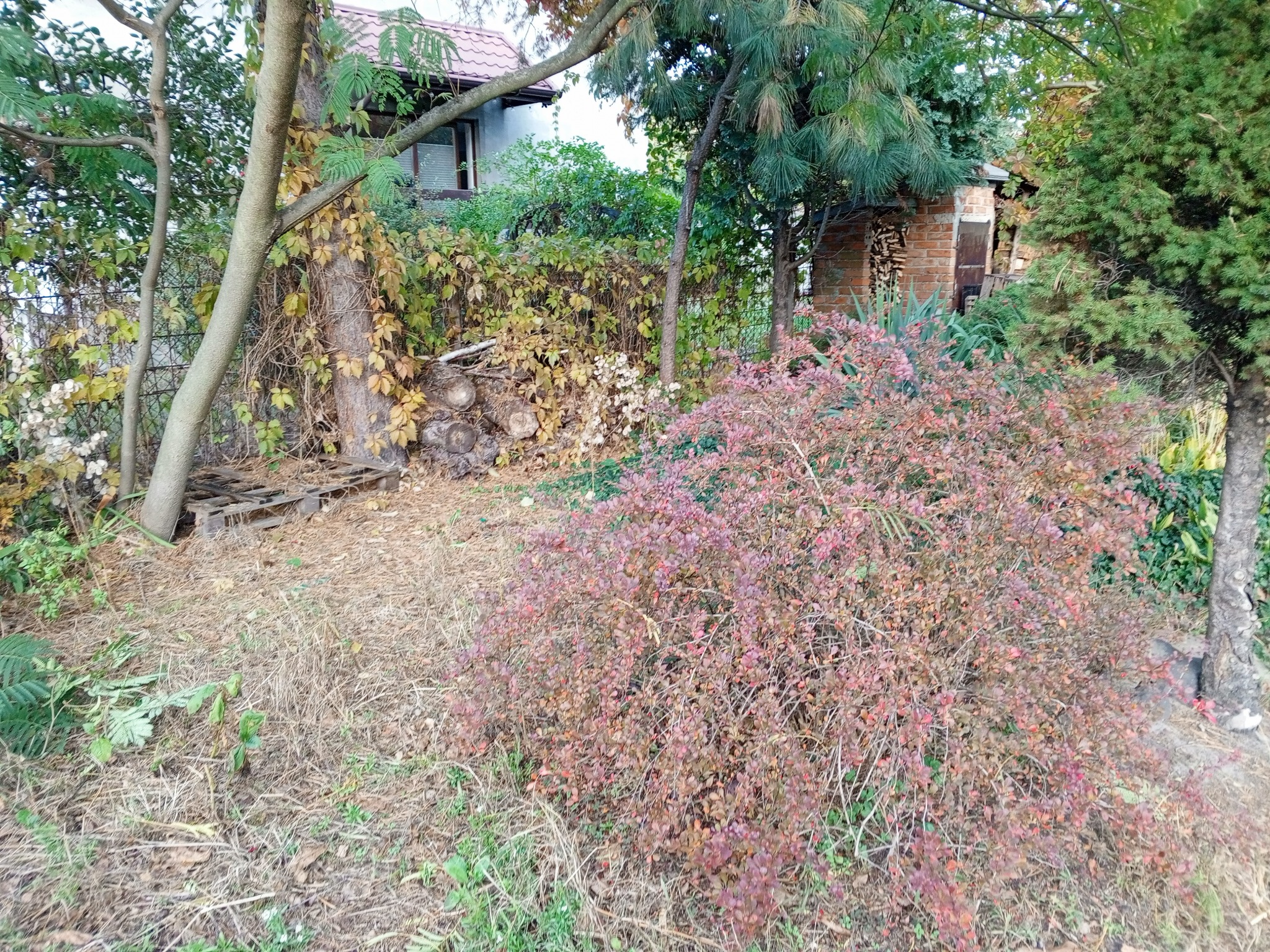 10/2025 - odświeżenie ogrodu u Klientki, Pruszków - zdjęcie przed