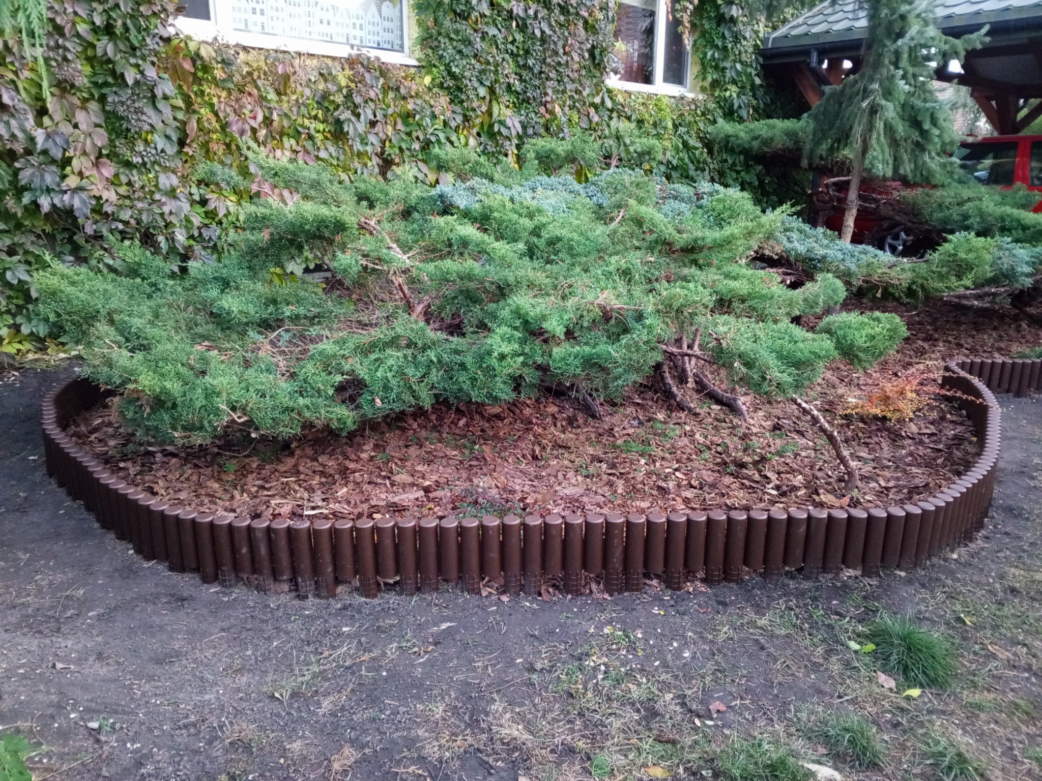 Odmłodzony jałowiec otoczony brązowym obrzeżem, na tle ściany porośniętej bluszczem i fragmentu budynku. Widoczne pierwsze cięcia po 10 latach.