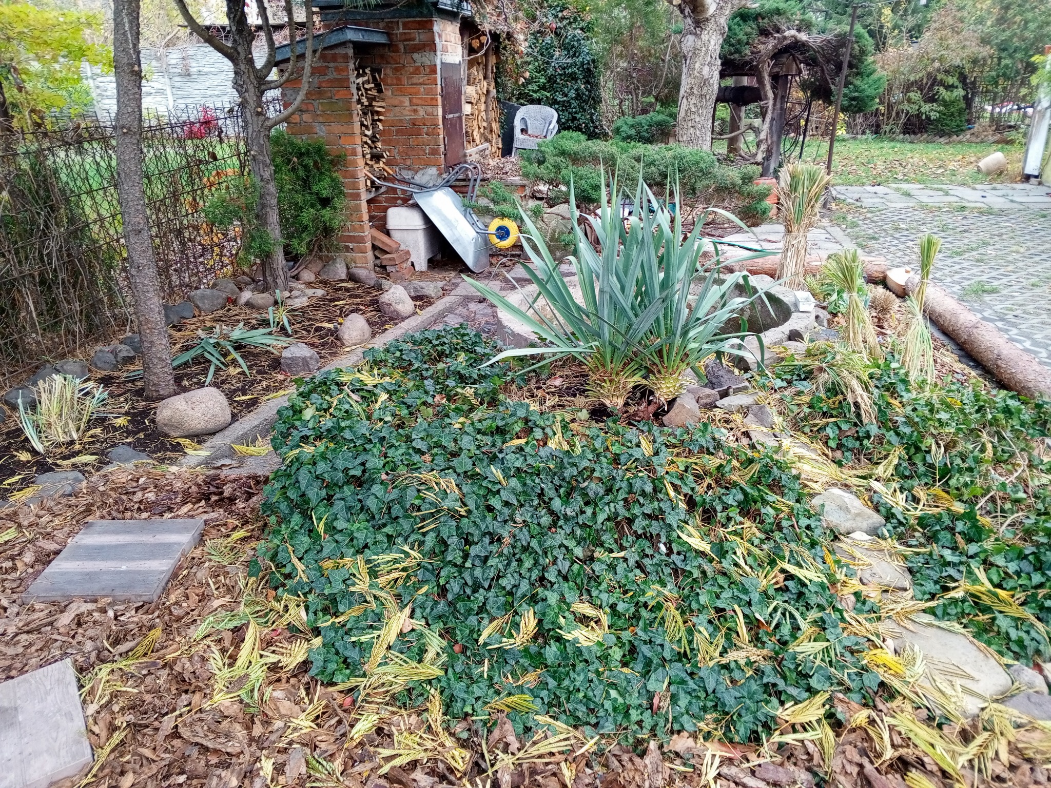 Ogród po odświeżeniu: zielony bluszcz z żółtymi akcentami, juka, kamienie, drewniane płyty chodnikowe, taczka i budynek z cegły w tle. Widok z góry.