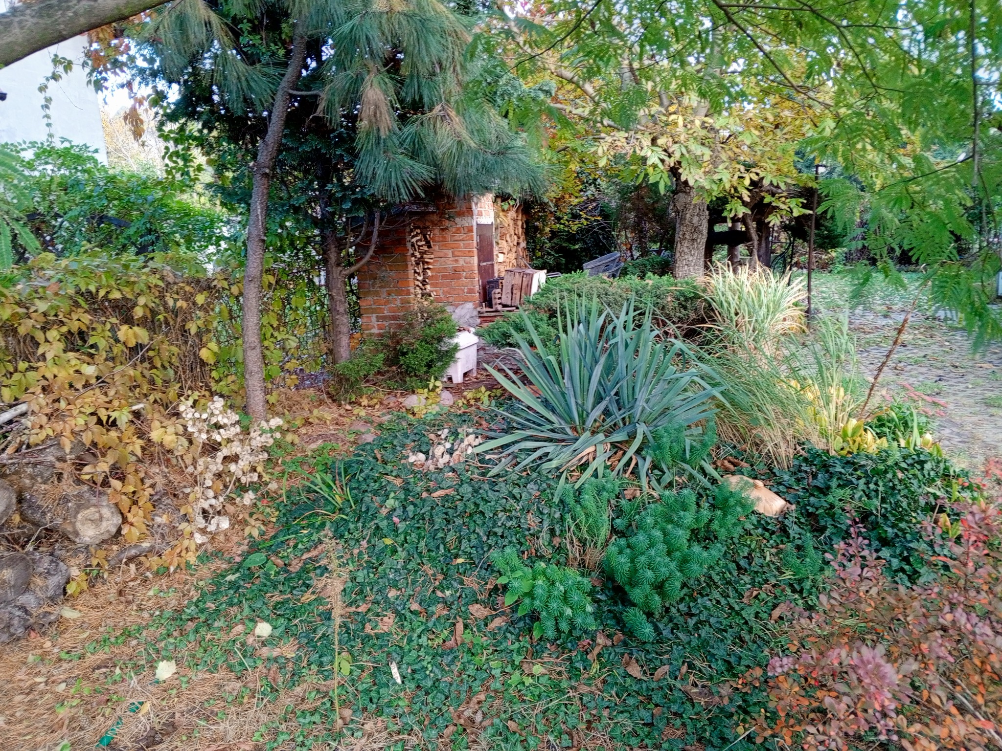 Zaniedbany ogród z bujną roślinnością, widoczne drzewa, krzewy i pnącza, ceglana konstrukcja w tle. Zdjęcie przed odświeżeniem ogrodu.