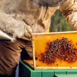 Lovbee - Polskie miody - Praca pszczelarza na jednej z zaprzyjaźnionych pasiek Lovbee