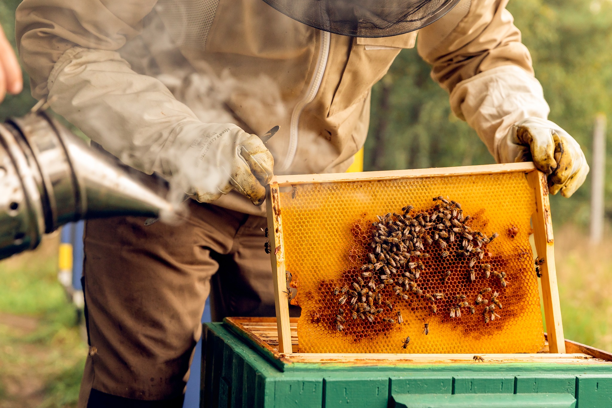 Praca pszczelarza na jednej z zaprzyjaźnionych pasiek Lovbee