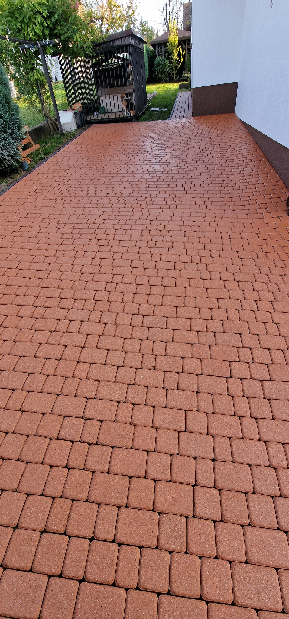 Nowo ułożona, ceglastoczerwona kostka brukowa prowadząca od ściany budynku do kojca dla psa w ogrodzie.