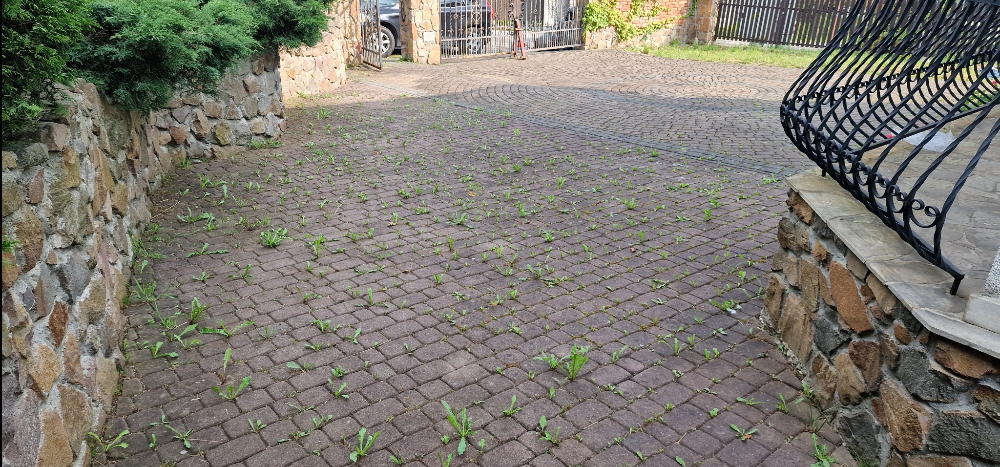 Zarośnięta kostka brukowa z chwastami, widoczny fragment metalowej bramy i kamiennego murku