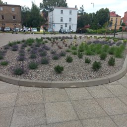 TWÓJ OGRODNIK - USŁUGI OGRODNICZE Robert Dworczak - Kwadratowa rabata z lawendą, niskimi iglakami i ozdobnymi trawami, wysypana drobnymi kamykami, otoczona betonowym obrzeżem na tle miejskiej zabudowy.