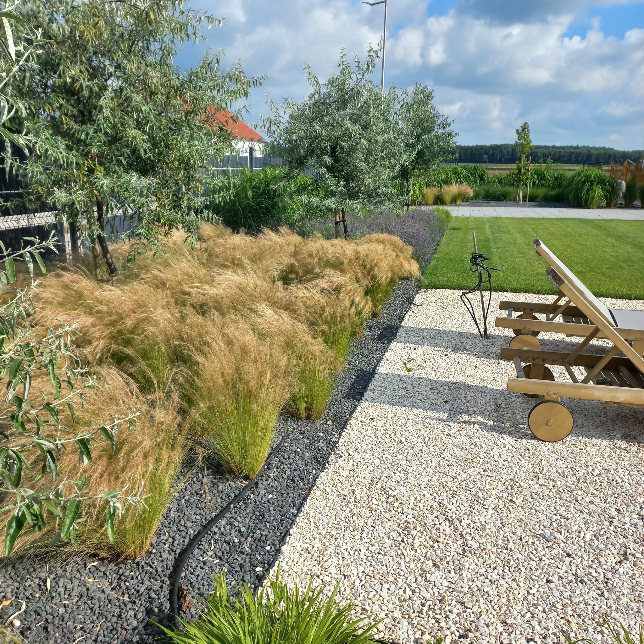 Nowoczesny ogród z ozdobnymi trawami, srebrnymi drzewami i leżakiem na białym żwirze, oddzielonym czarnym grysem.