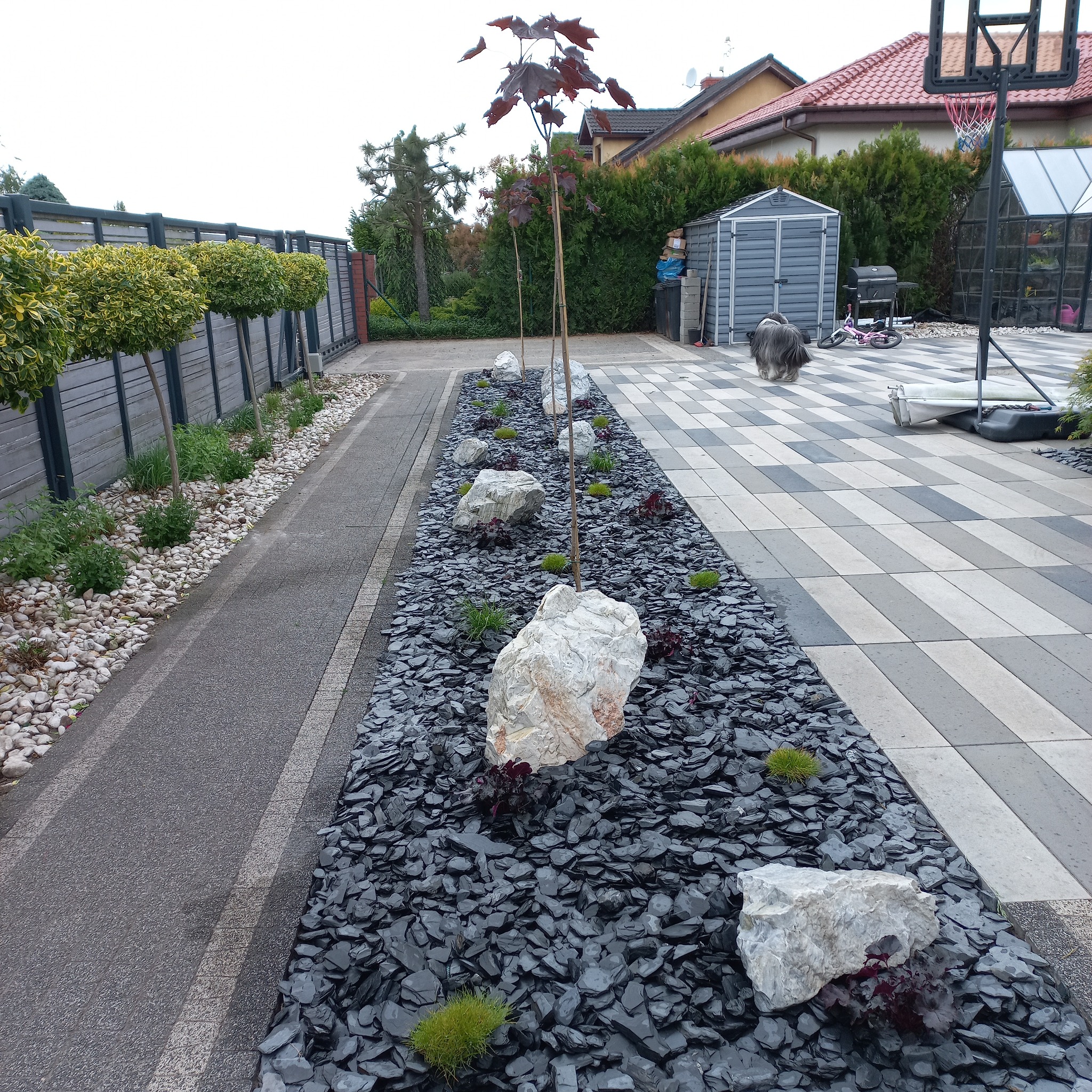 Nowoczesny ogród z czarnym grysem, białymi kamieniami i młodymi drzewami o bordowych liściach, widok na posesję z kostką brukową i elementami rekreacyjnymi.