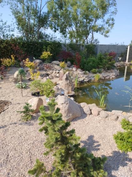 Ogród z oczkiem wodnym, obsadzony różnorodną roślinnością, w tym karłowatymi iglakami i krzewami liściastymi, wykończony kamieniami i żwirem.