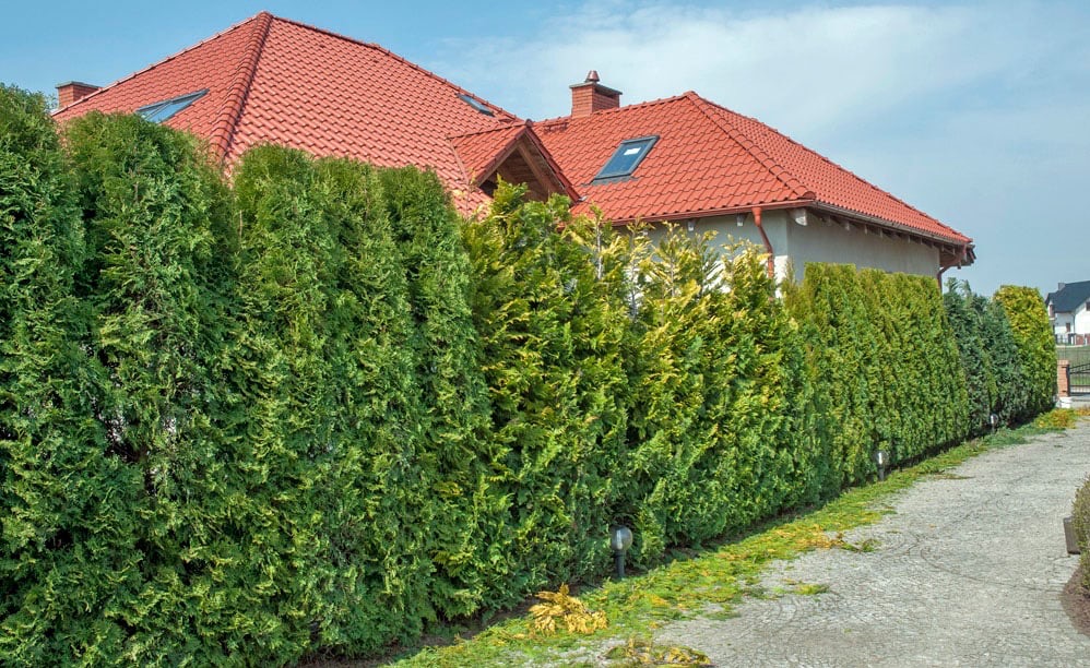 Gęsty żywopłot z tuj szmaragdowych oddzielający posesję od drogi, widoczny dom z czerwoną dachówką i oknami dachowymi.