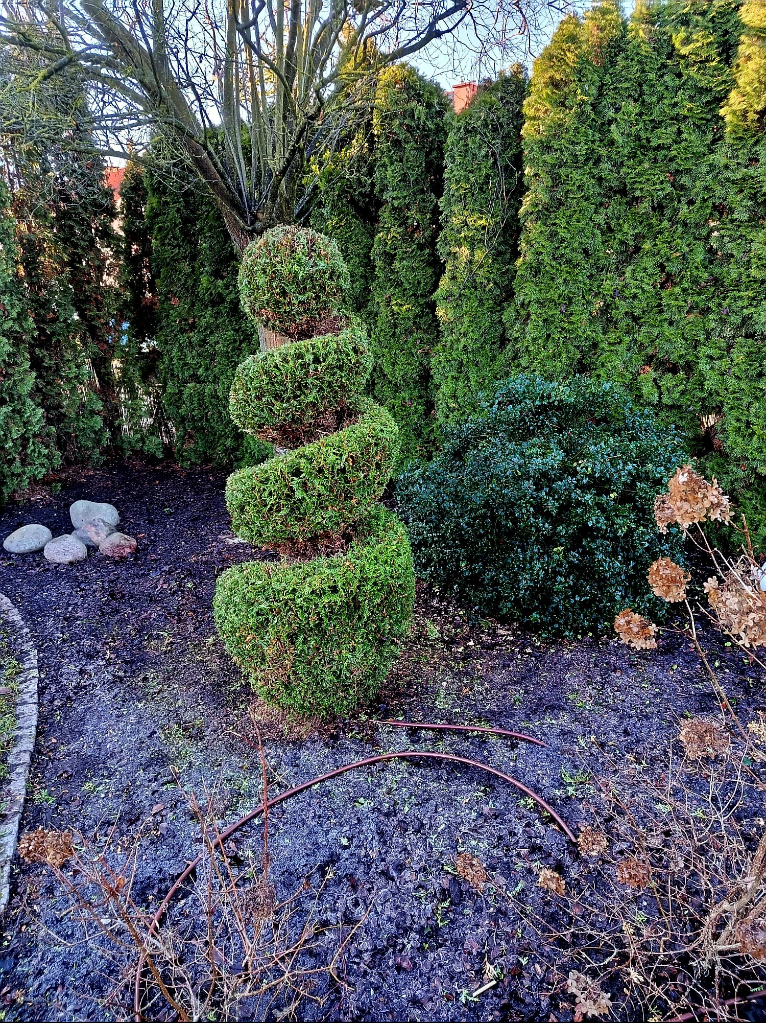 Ogród z formowaną spiralnie rośliną, otoczoną żywopłotem z tui. Na ziemi widoczne kamienie i system nawadniania. Ujęcie w słoneczny dzień.