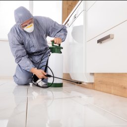 Dezynsekcja i deratyzacja Stalowa Wola 2